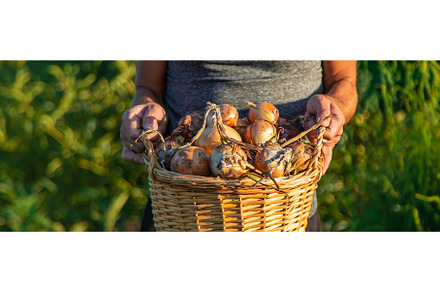 Onion harvest in the garden in the, a Food & Drink Photo by yanadjana
