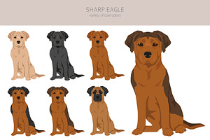 Sharp Eagle. Shar Pei - Beagle Mix