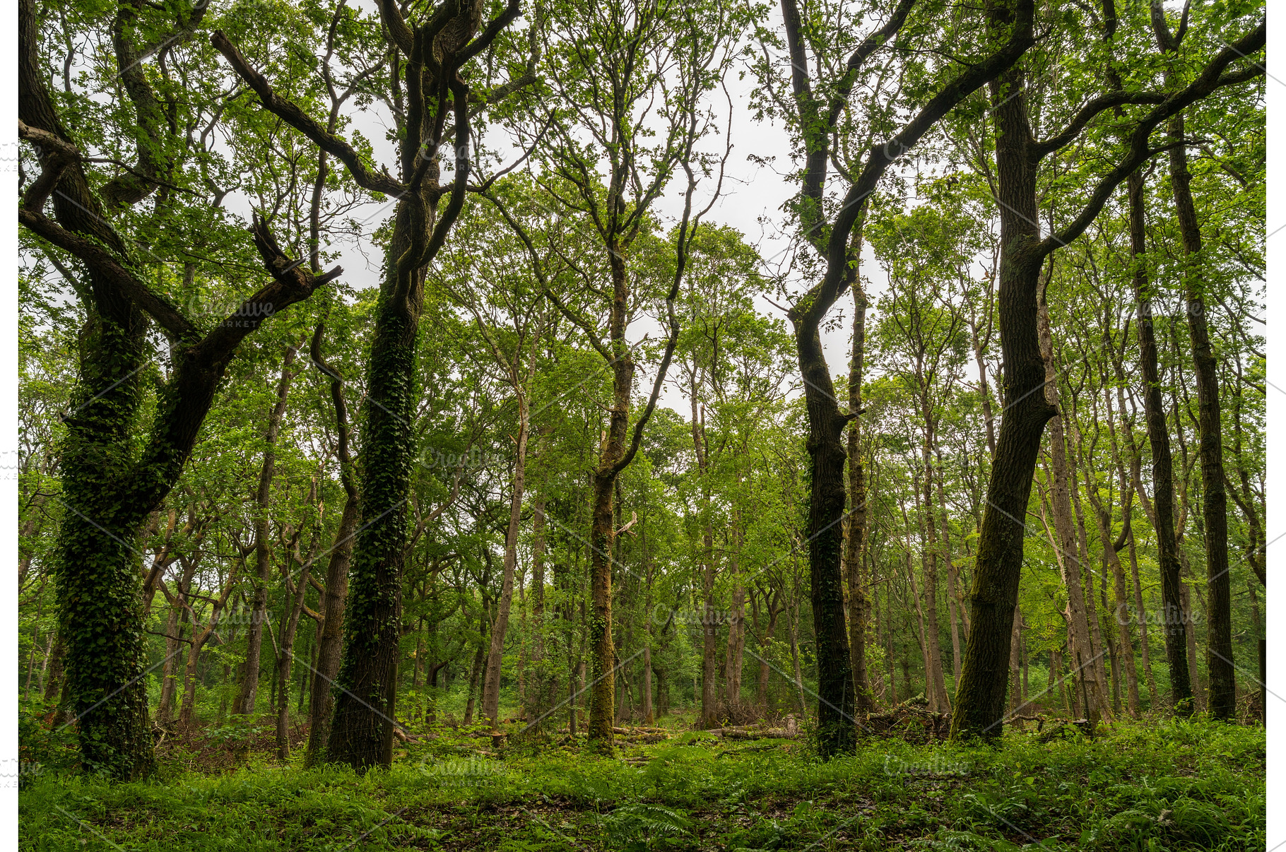 English natural woodland beside a, a Beauty & Fashion Photo by Backyard Stock