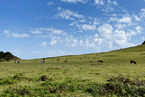 Hilly meadow in Madeira Portugal with cattle grazing under a bright blue sky, a Photo by AS photostudio