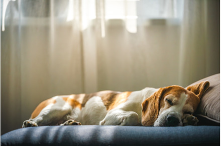 A Beagle dog sleeps on a couch by a