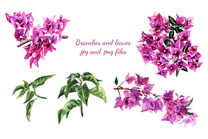 Watercolor Bougainvillea