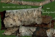 Leaf Imprints, Forest Scans & Paper, an Object Graphic by Purple (Thumbnail 5 of 20)