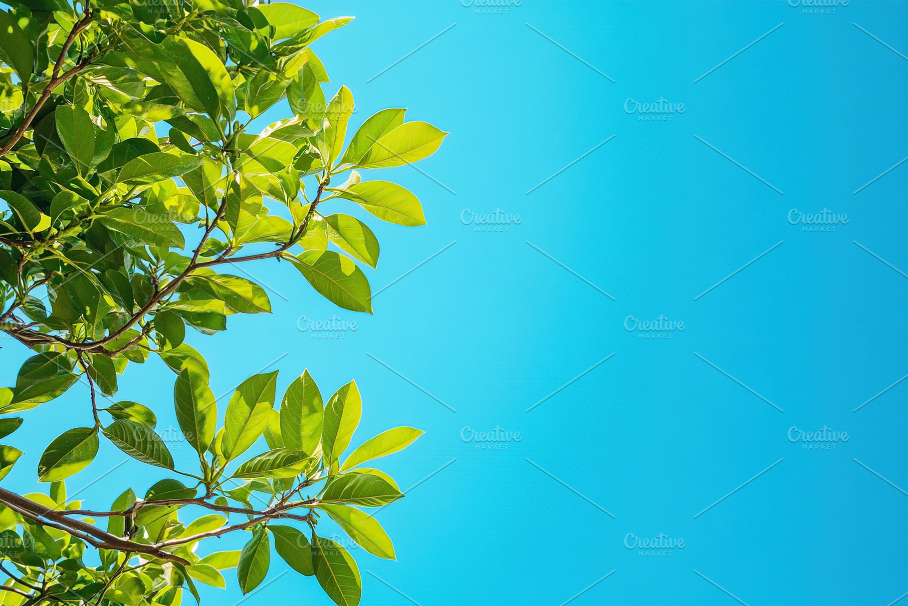 Bright green leaves against a clear blue sky on a sunny daytime, a Photo by AlyaAnd