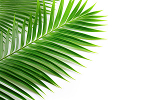 Green palm leafs on white background, a Nature Photo by AlyaAnd