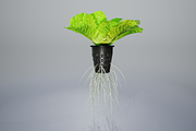 lettuce grean, a Food & Drink 3D Model by AndrewWhite (Thumbnail 10 of 16)