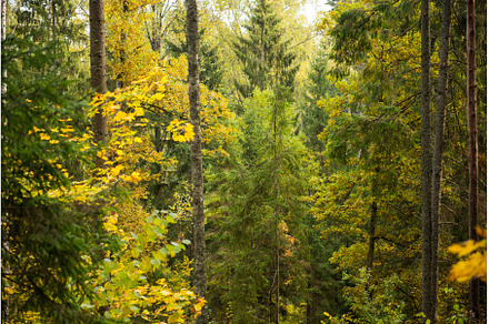 Autumn forest, wild dense pine, a Nature Photo by COLORFUL