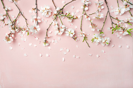 Spring almond blossom flowers and petals over light pink background, an Abstract Photo by Foxys