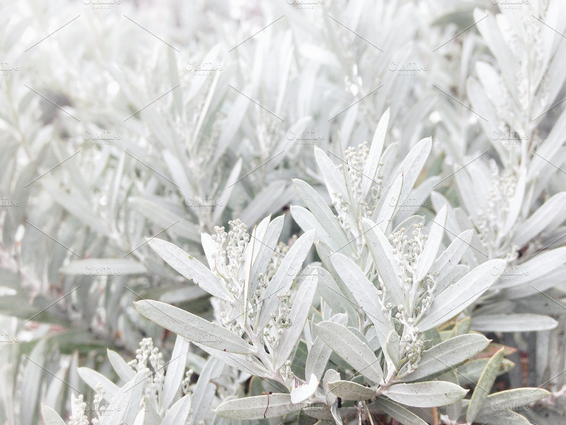Silver Foliage, a Nature Photo by Graphic Wray