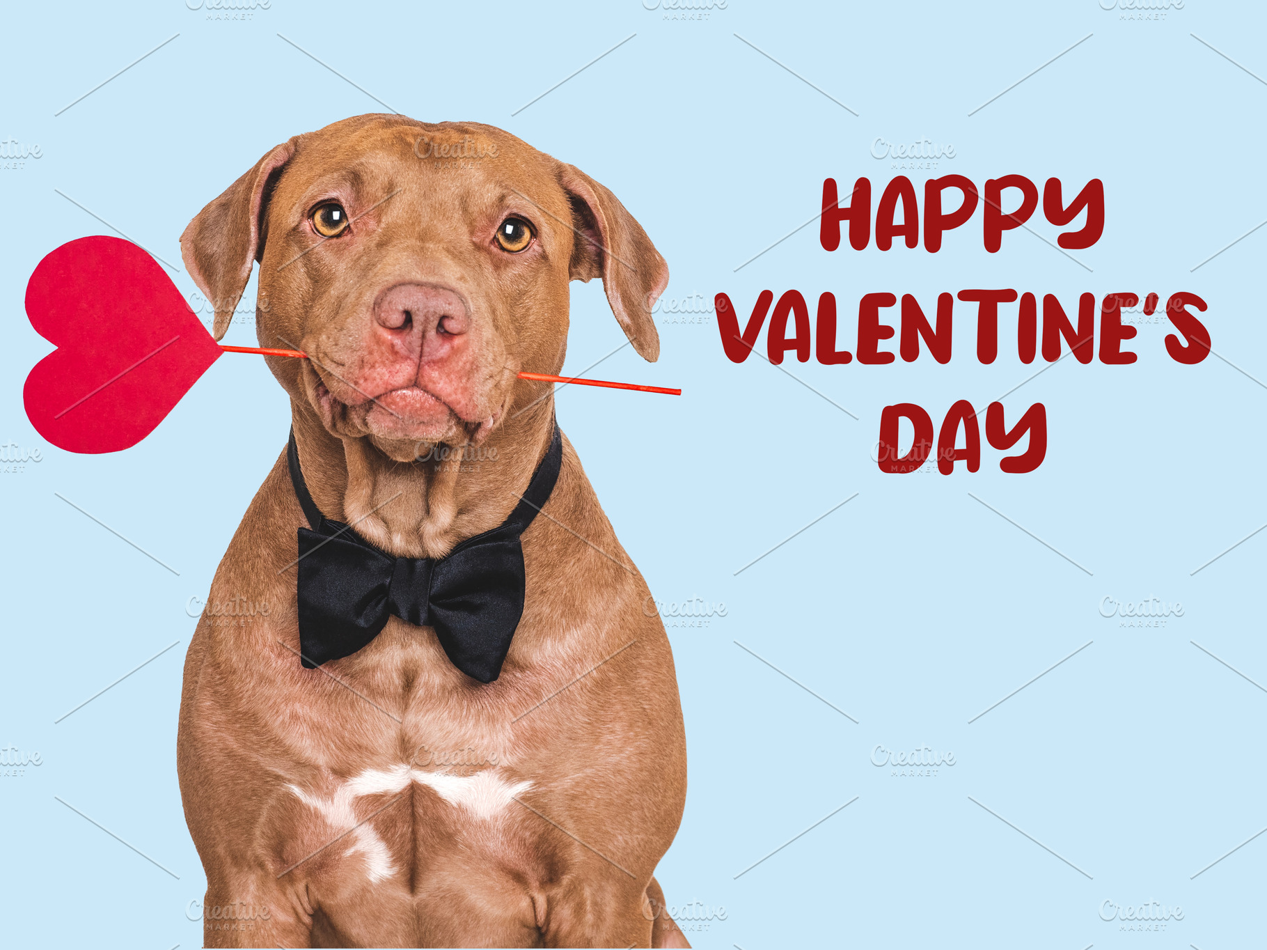 Happy Valentine's Day. Lovable dog and congratulatory inscription, an Animal Photo by Svetlana Barchan
