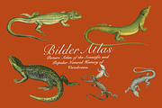 Vintage Vertebrate Animal Atlas, an Object Graphic by Lilithcollageart (Thumbnail 5 of 14)