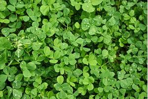 Delicate white clover flowers bloom, a Nature Photo by darksoul72