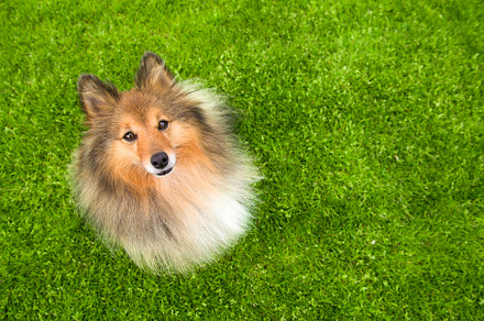 Shetland sheepdog sitting on grass