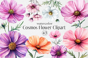 Watercolor Cosmos Flower Clipart, an Illustration by Dream Creation