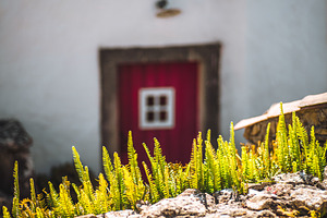 Ferns on stone with red door blur, an Architecture Photo by SkyNext