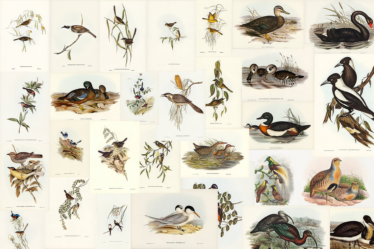 300+ The Birds of Australia, an Animal Illustration by Digital Museum (Photo 13 of 15)