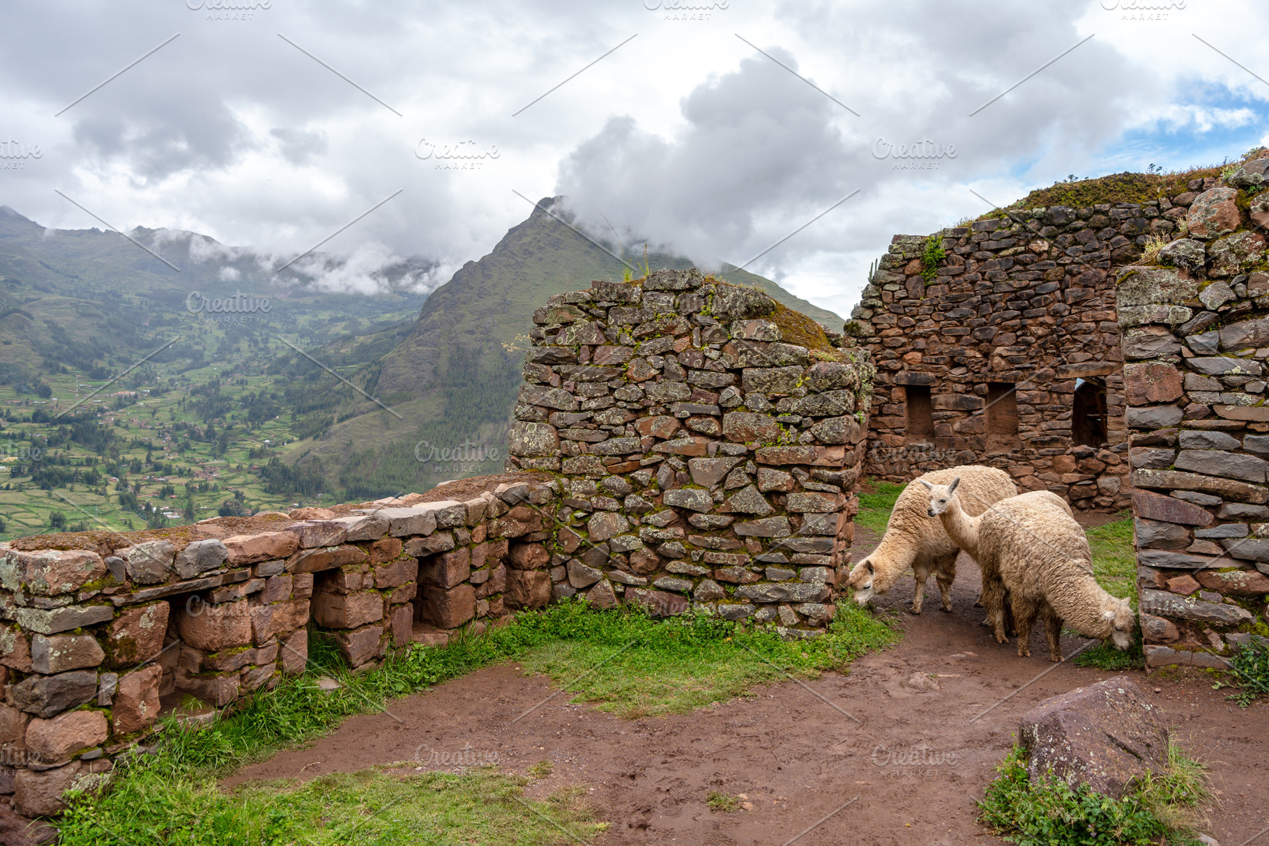 Llamas roaming among ancient Inca ruins at Pisac, Peru, an Animal Photo by GoodGoods