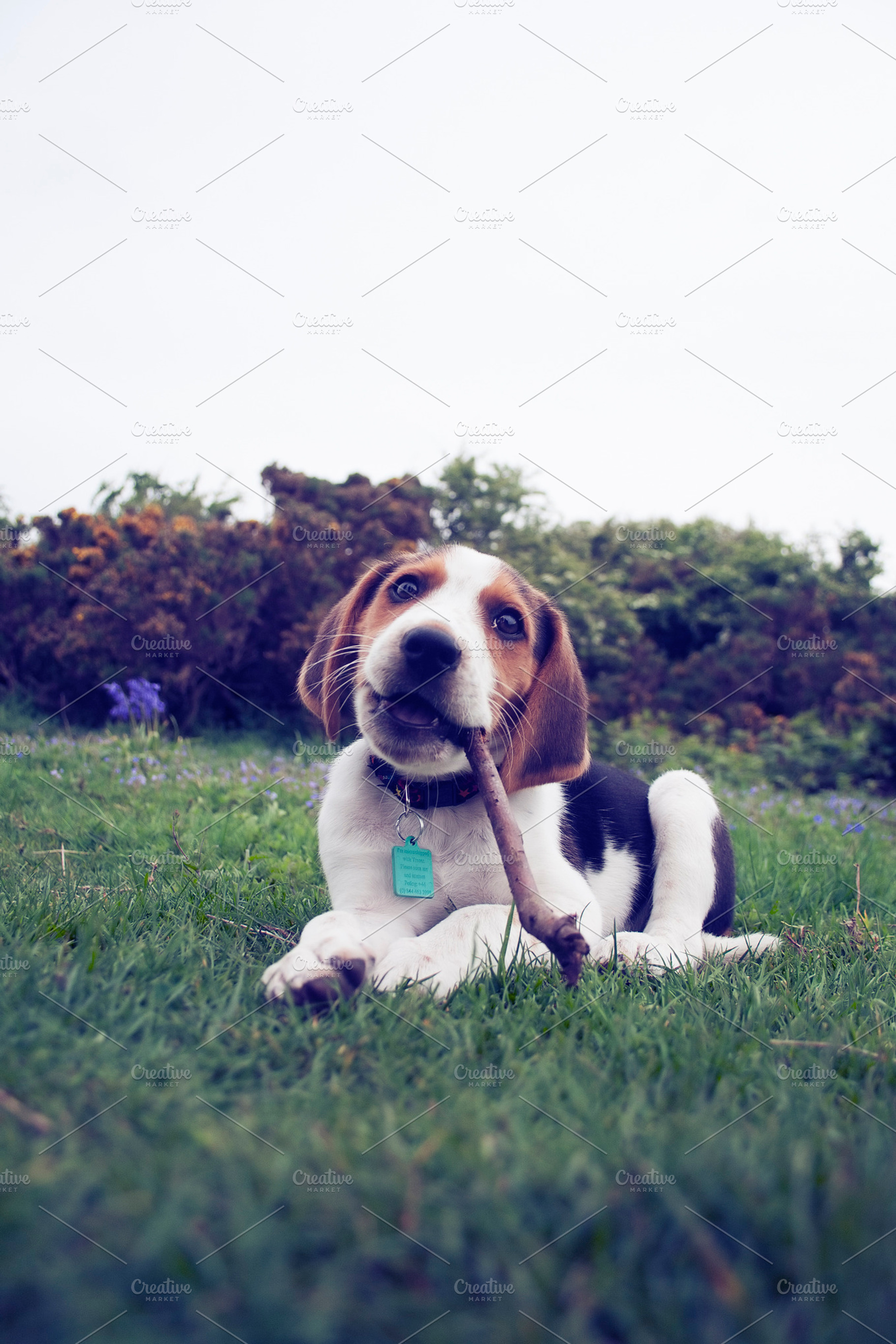 Beagle Puppy Featuring Pet Dog And Beagle