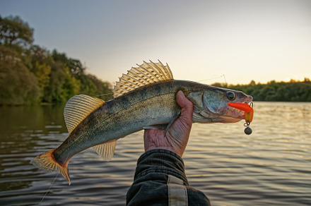 Big zander in fisherman's hand