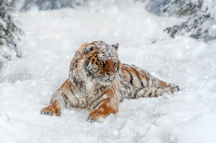 Closeup Adult Tiger in cold time. Tiger snow in wild winter natu, an Animal Photo by Byrdyak