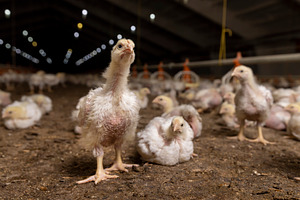 a poultry farm where meat breeds of broiler chickens are grown for industrial m, a Photo by rsoollAI