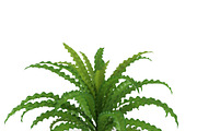 Pogostemon helferi, a Plants & Tree 3D Model by AndrewWhite (Thumbnail 3 of 9)