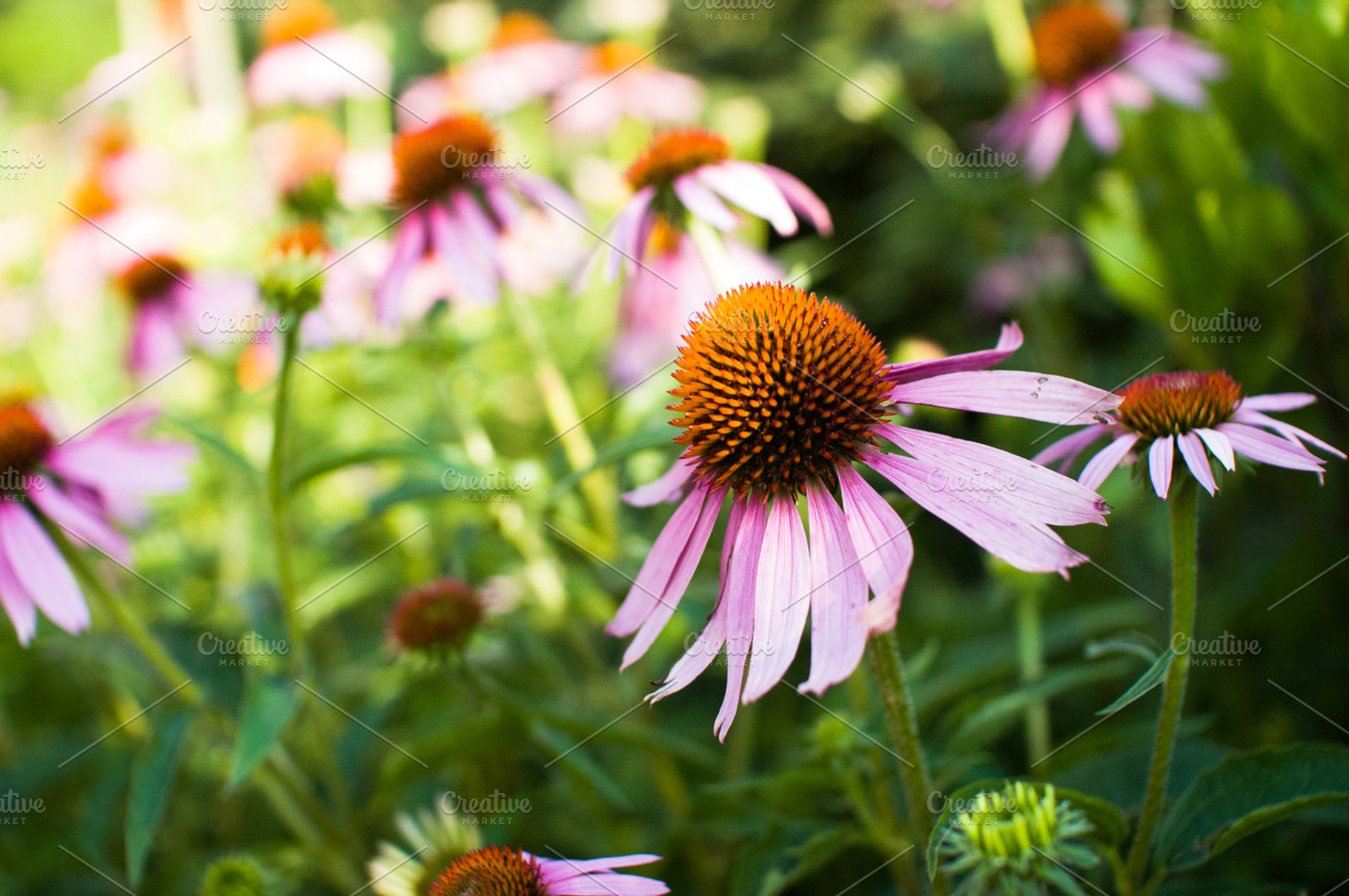 Pink flowers stock photo containing flower and pink