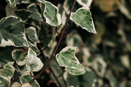 detail of wild climbing plants, a Nature Photo by rubenchase
