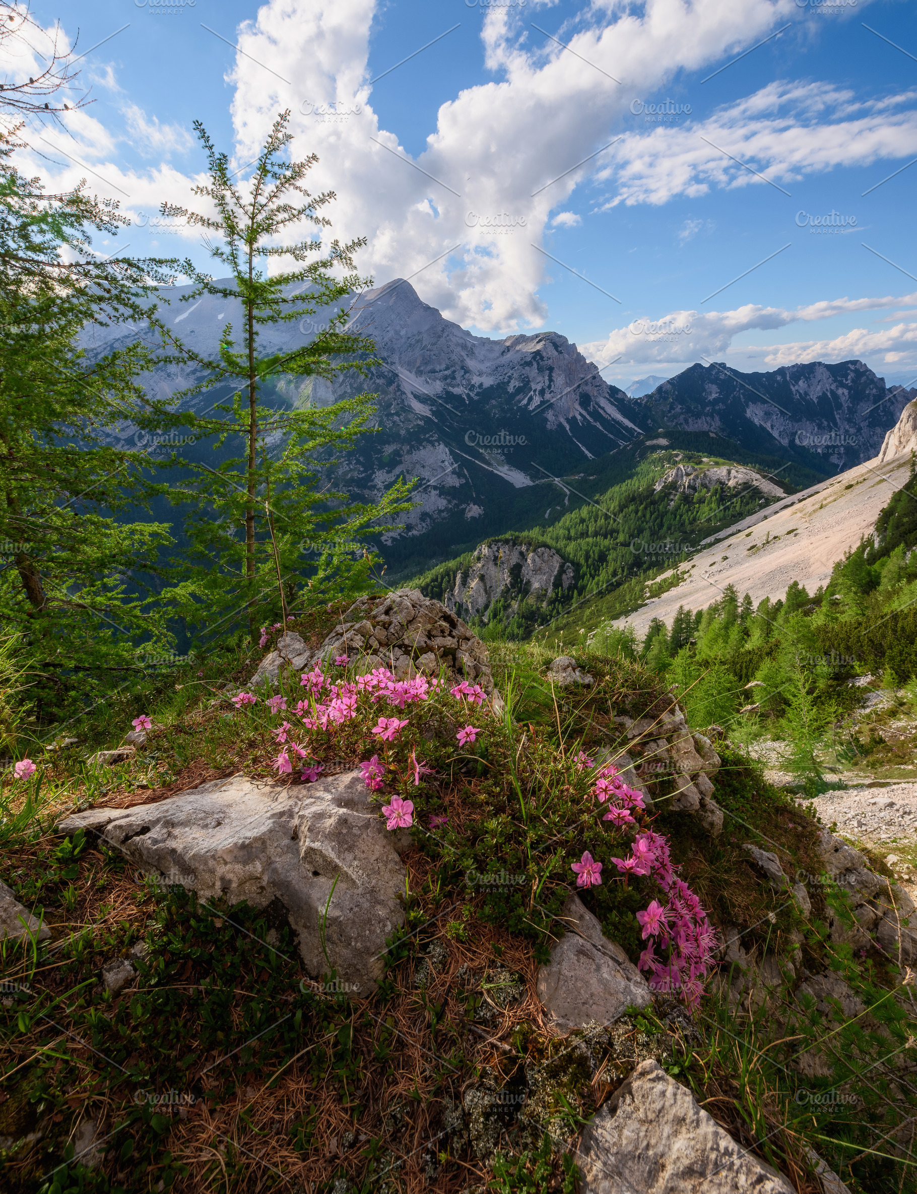 Flowers, path and trees in mountains, a Nature Photo by Dreamy Pixel