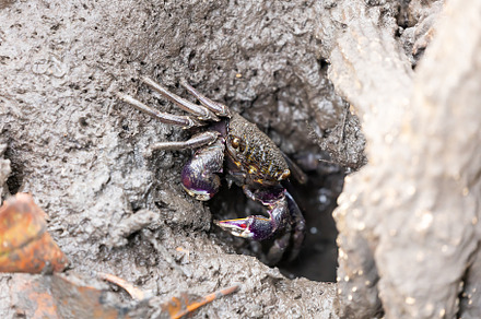 Mangrove crab - Episesarma Mederi, a Background Photo by Smith Chetanachan