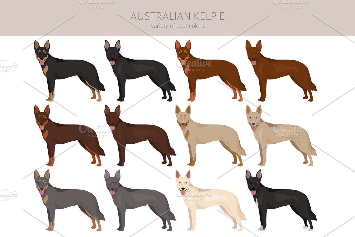 Australian Kelpie clipart, an Illustration by pet design shop (Photo 2 of 6)