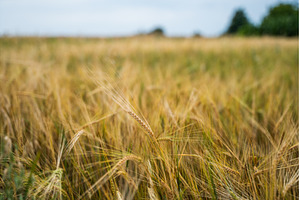 Golden barley ear standing out in, a Nature Photo by volodymyrshtun13795