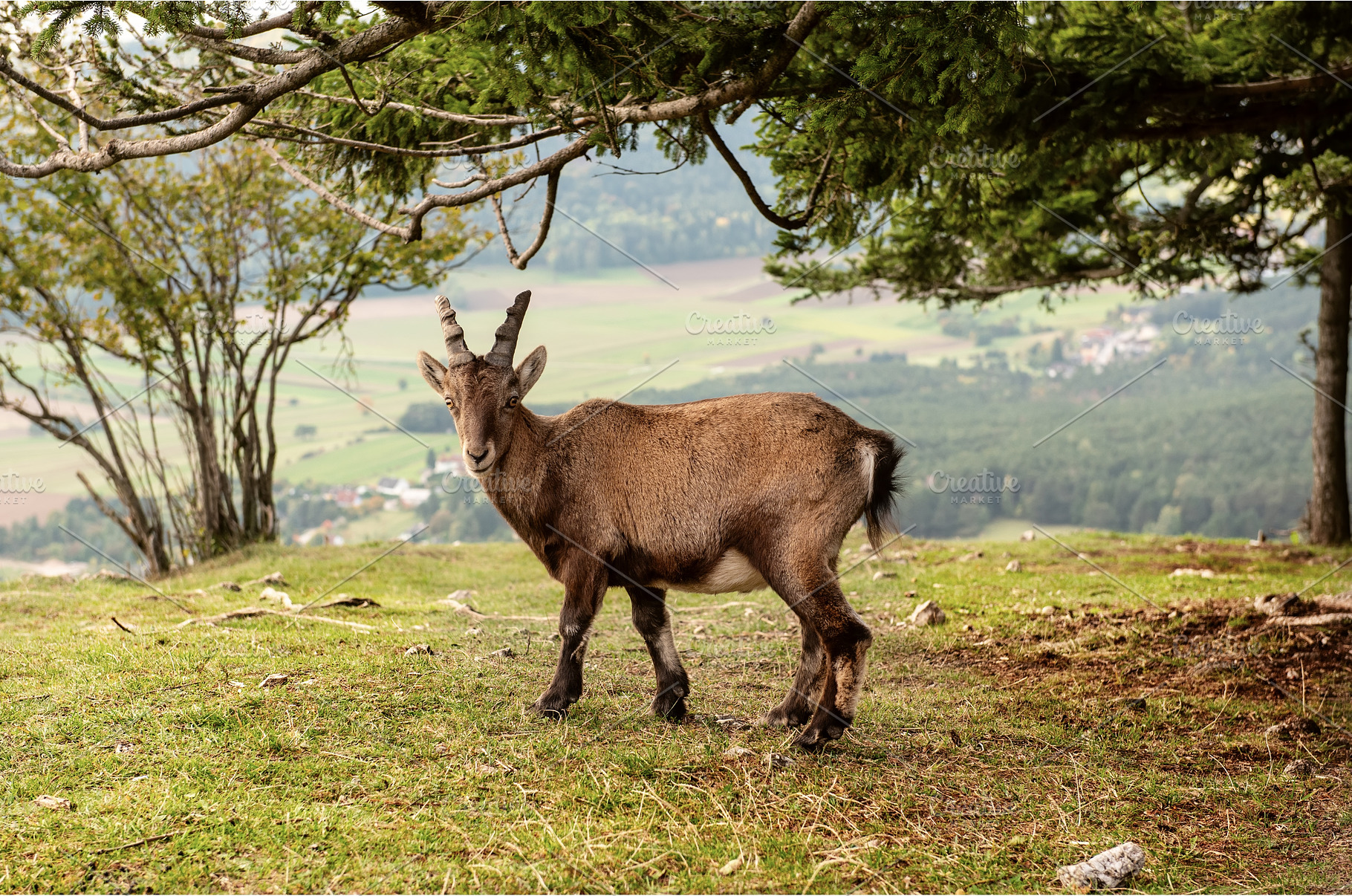 Wild alpine ibex standing on a, an Animal Photo by Nature and travel