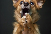 236 surprised animals, an Animal Photo by Handmadefont (Thumbnail 15 of 241)