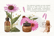 Echinacea watercolor clip art, an Illustration by ARTerria (Thumbnail 4 of 9)