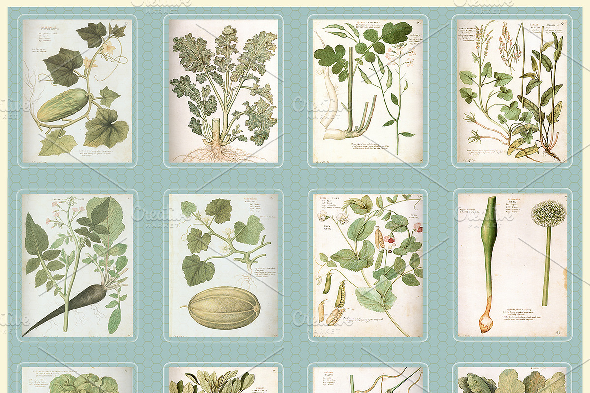 Certified Organic Clipart & Brushes preview 5
