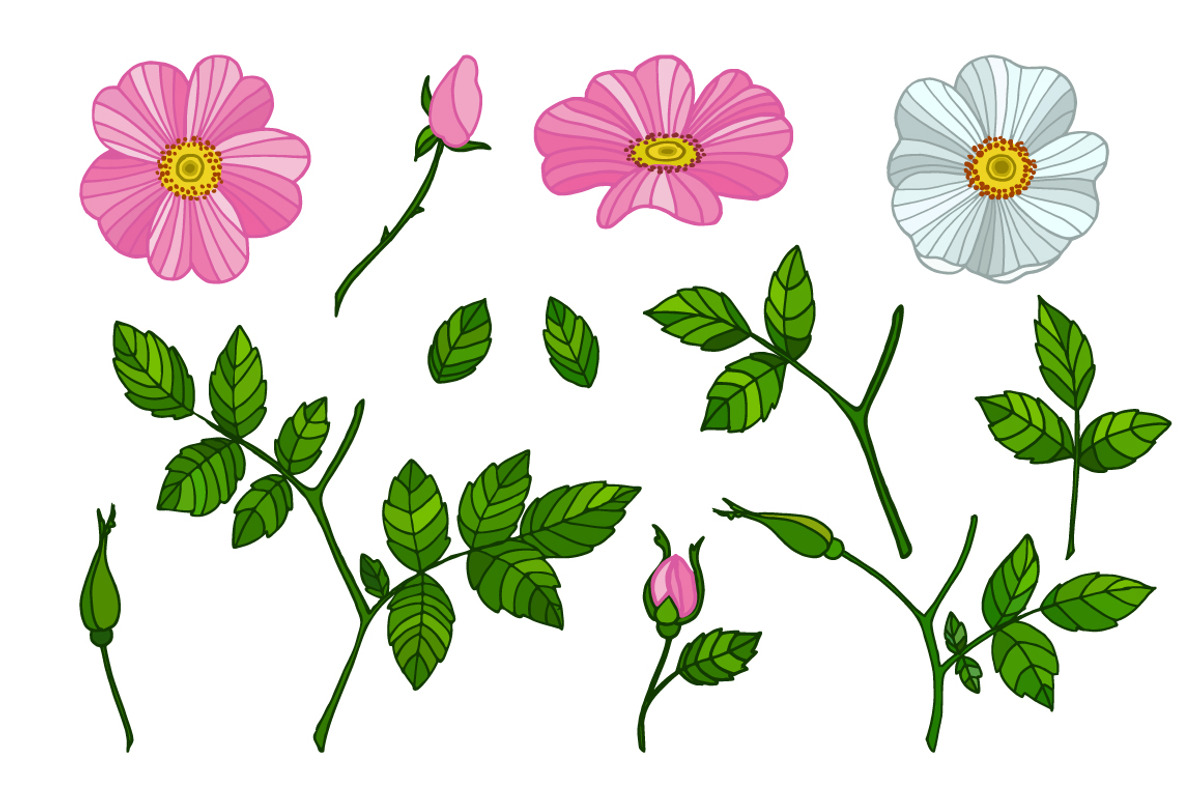 Wild roses, a Decorative Illustration by Tabita's shop (Photo 3 of 4)