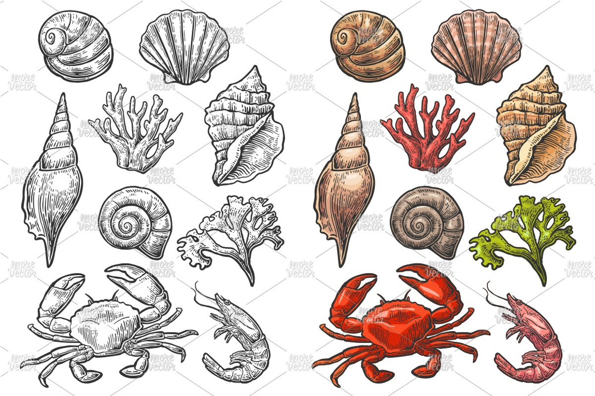 Sea shell. Engraving, a Decorative Illustration by MoreVector