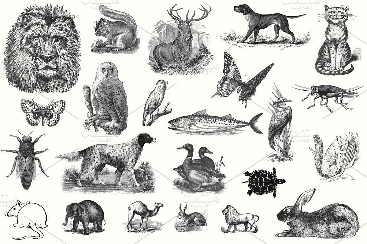 Electrotype Stock Cuts, an Animal Illustration by Blue Line Design (Photo 4 of 19)