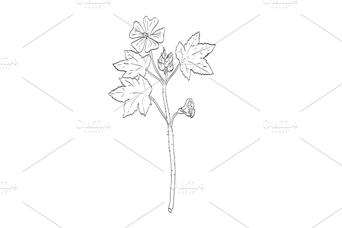 Common Mallow Wild Plant Drawing, a Decorative Illustration by patrimonio (Photo 1 of 3)