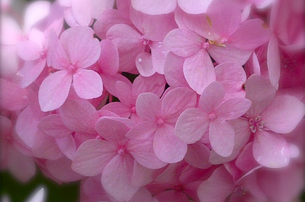 Pink Hydrangea Botanical Photography