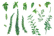 Kitchen Herbs Clipart, a Decorative Illustration by IrStepShop (Thumbnail 4 of 4)