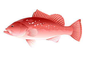 Red grouper fish