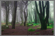 Magic woodland-SUMMER for Lightroom, an Action Add-On by khoroshkov (Thumbnail 5 of 5)