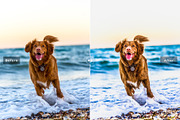 My Dog Lightroom Presets, an Action Add-On by Creativetacos (Thumbnail 3 of 6)