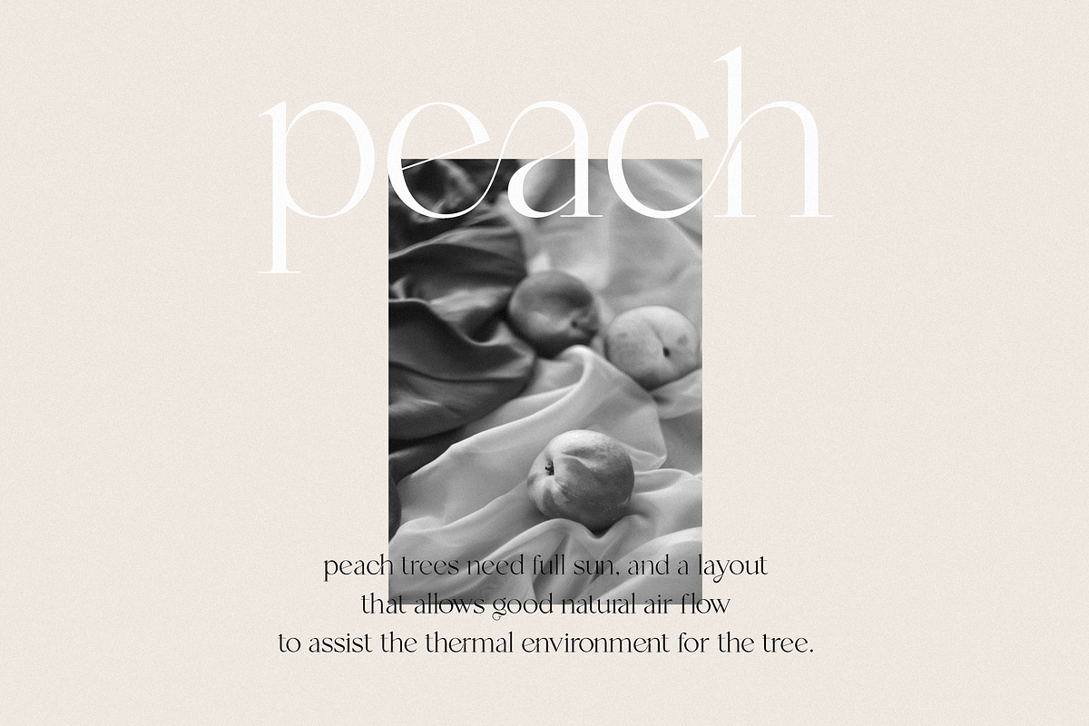 Mango - Modern Serif, a Serif Font by Sans & Sons (Photo 9 of 10)