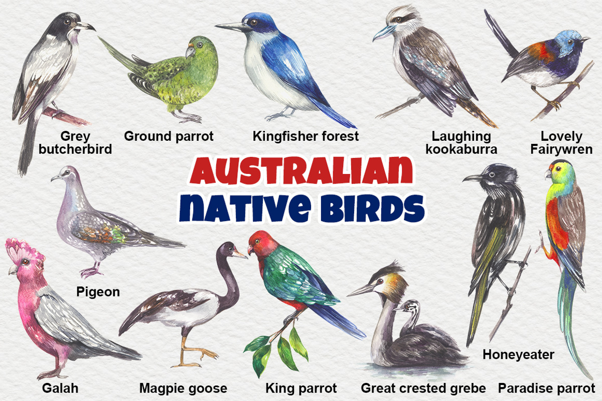 Australian native birds, an Illustration by FITALARTSNEDIGI (Photo 4 of 10)
