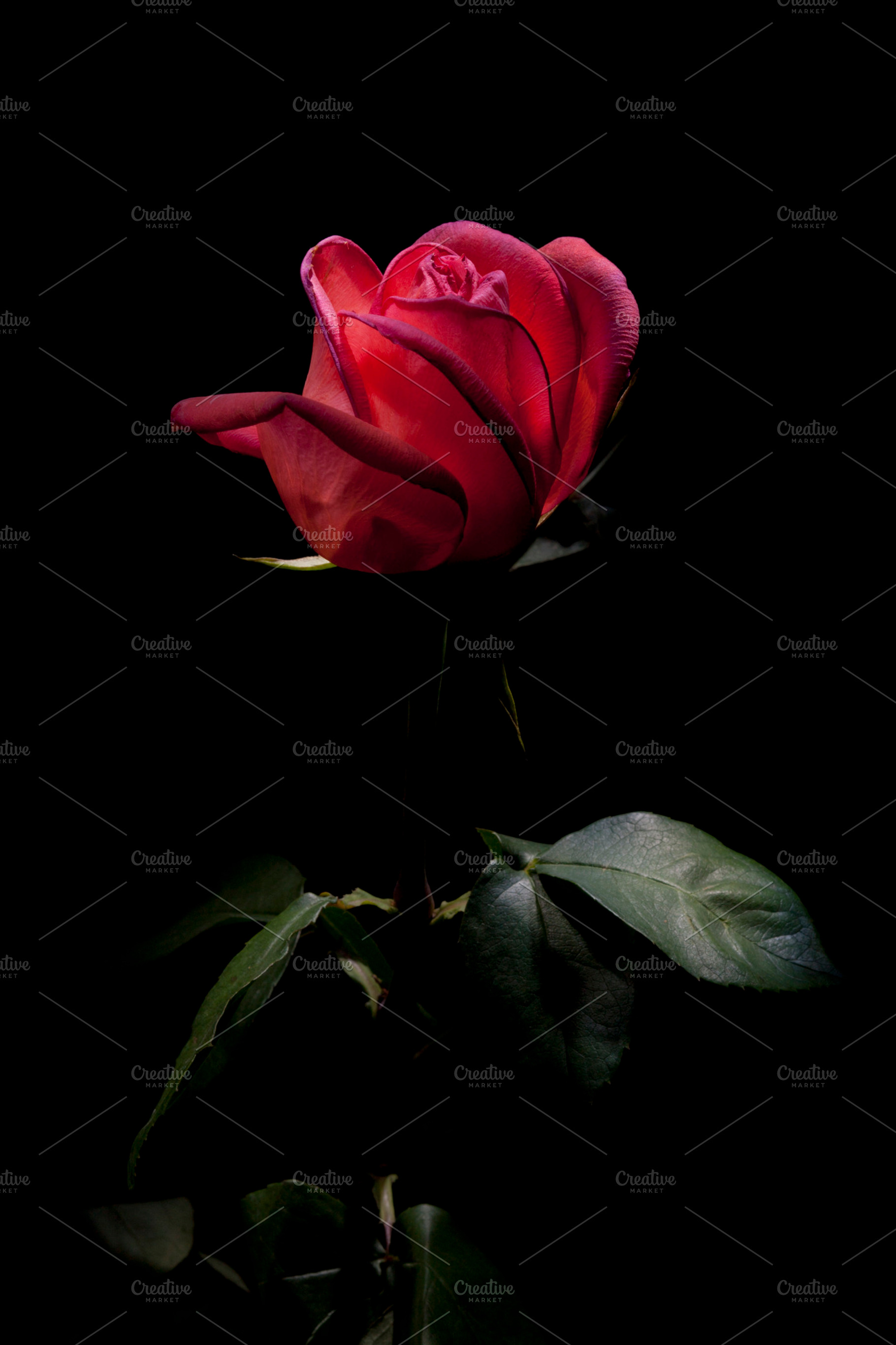Rose featuring flower, rose, and red