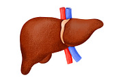 Human Internal Organs Clipart, a Healthcare Illustration by the_myro (Thumbnail 6 of 11)
