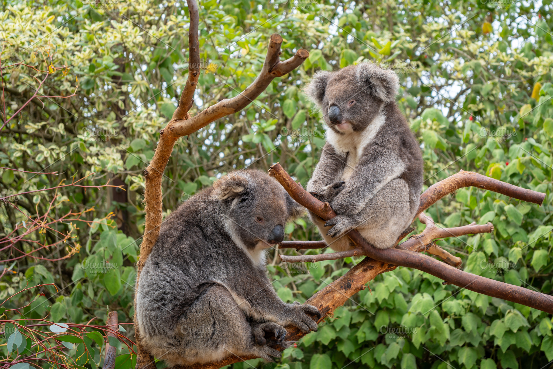 Two koalas resting on tree branches in Kangaroo Island, Australi, an Animal Photo by GoodGoods